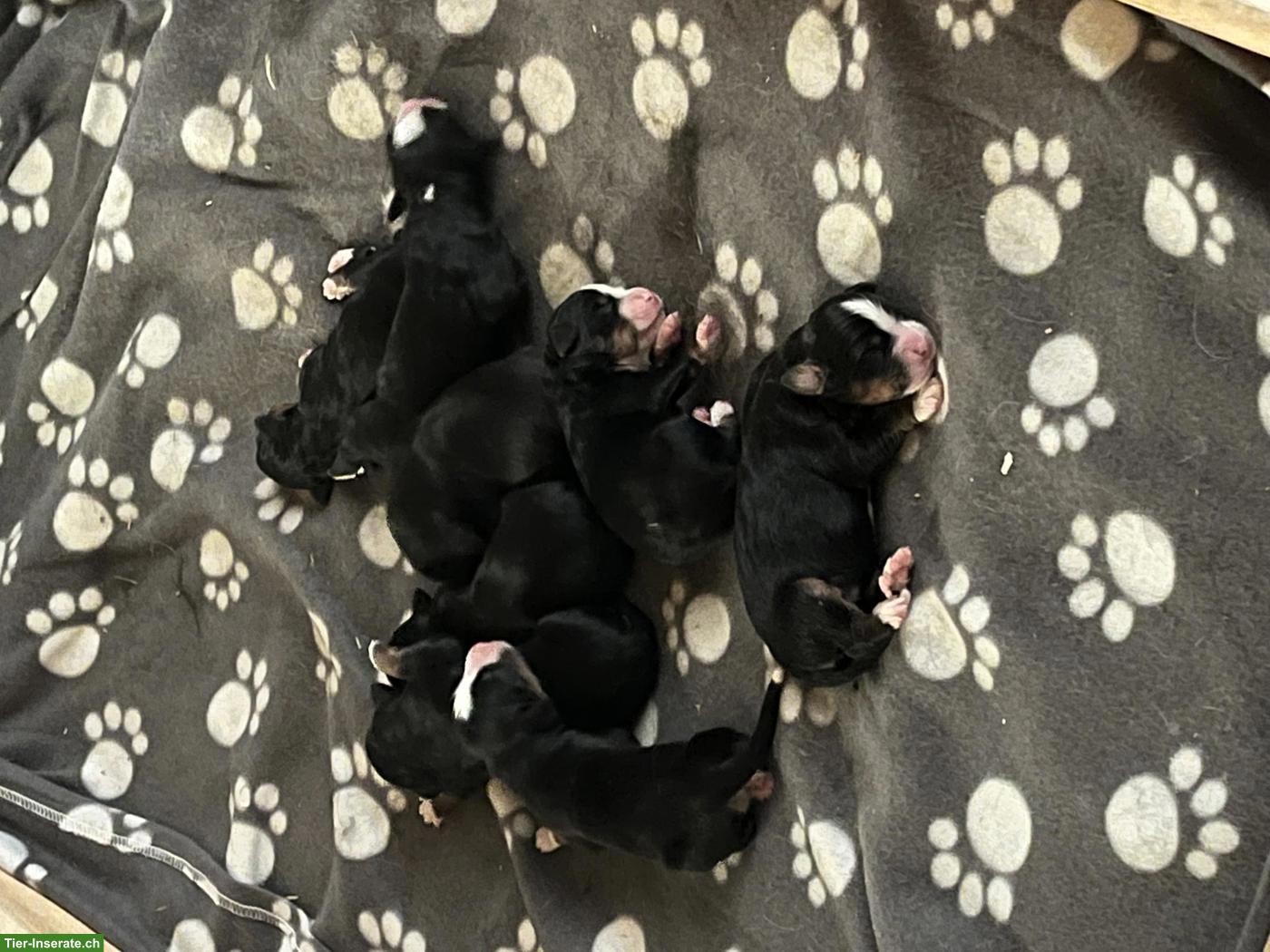 Berner Sennenhund Welpen vom Bauernhof