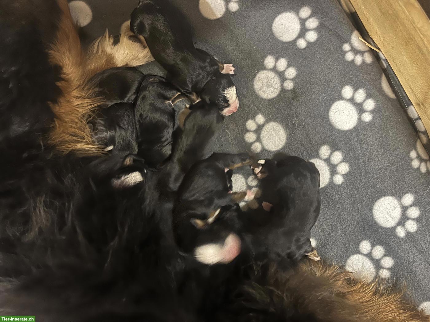 Bild 3: Berner Sennenhund Welpen vom Bauernhof