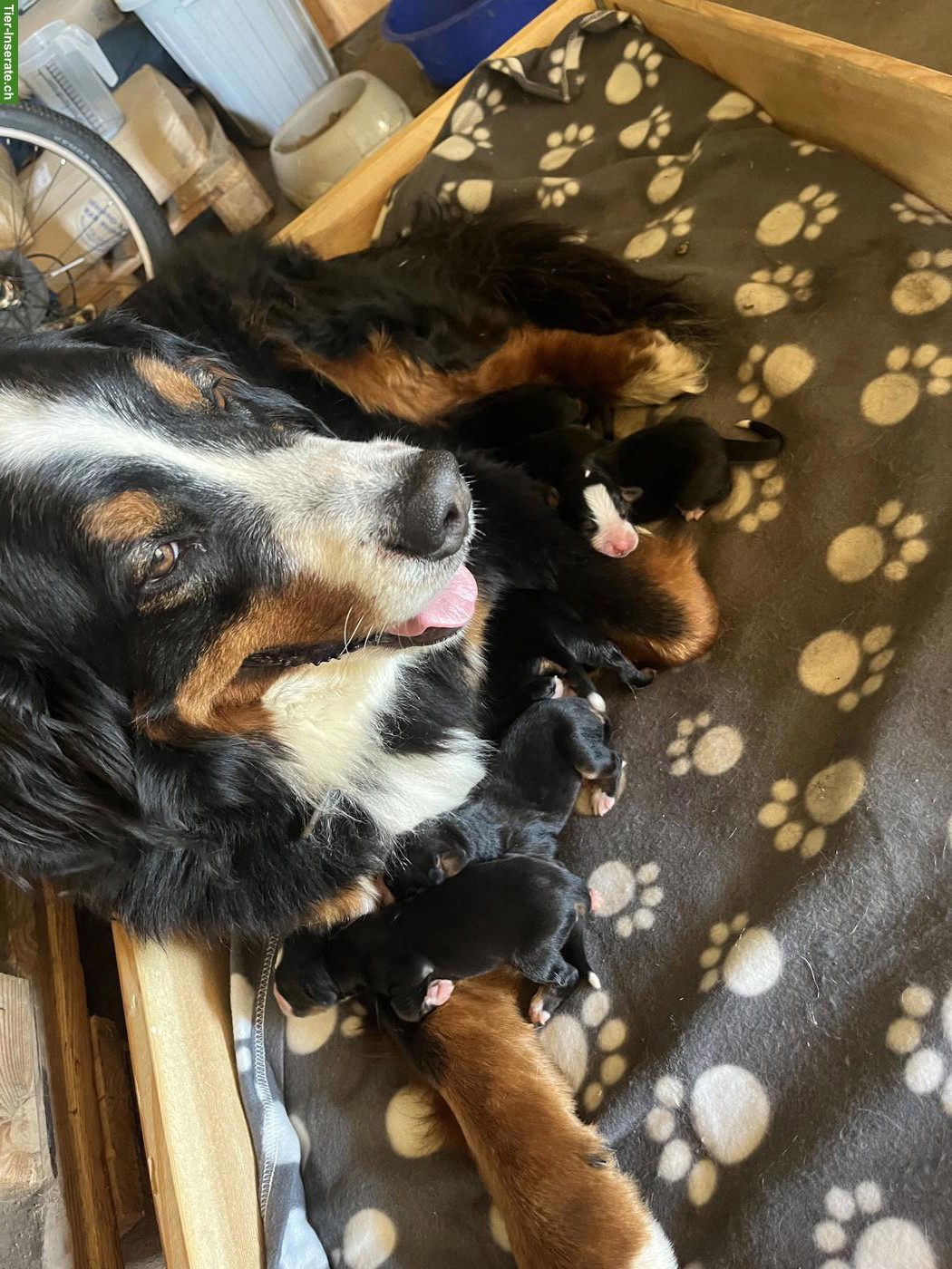 Bild 4: Berner Sennenhund Welpen vom Bauernhof