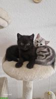 Junge Britisch Kurzhaar Katzen, männlich & weiblich