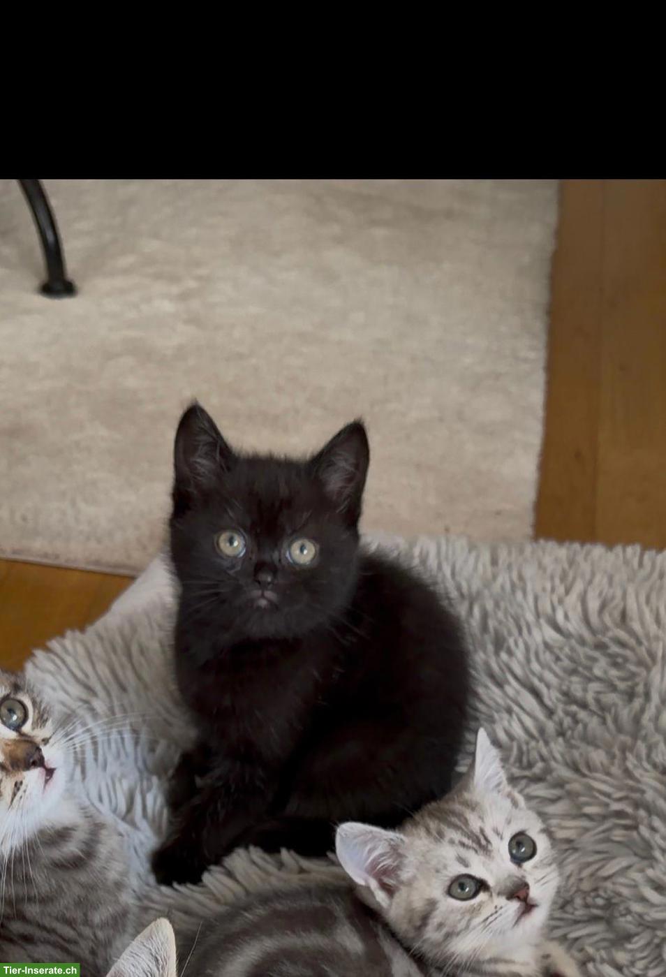 Bild 2: Junge Britisch Kurzhaar Katzen, männlich & weiblich