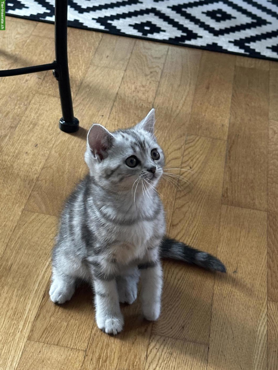 Bild 3: Junge Britisch Kurzhaar Katzen, männlich & weiblich