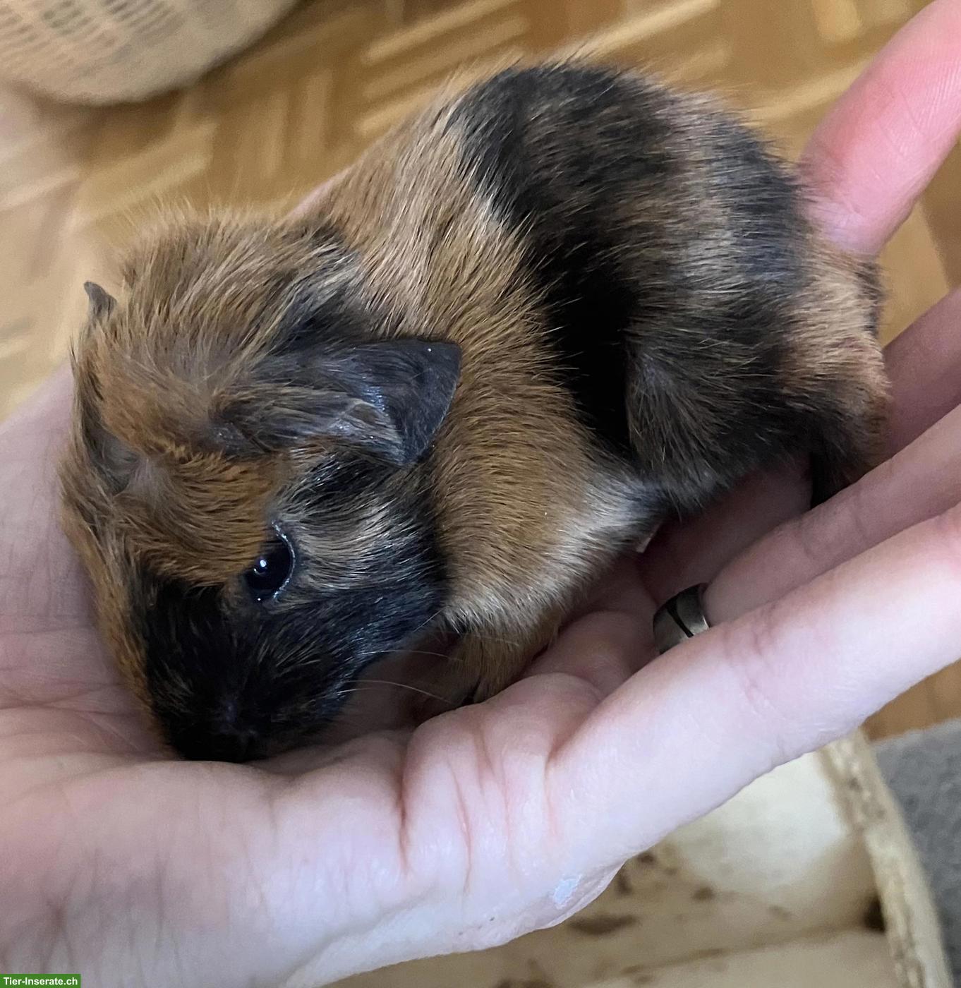 Bild 2: Schöne Meerschweinchen Weibchen abzugeben