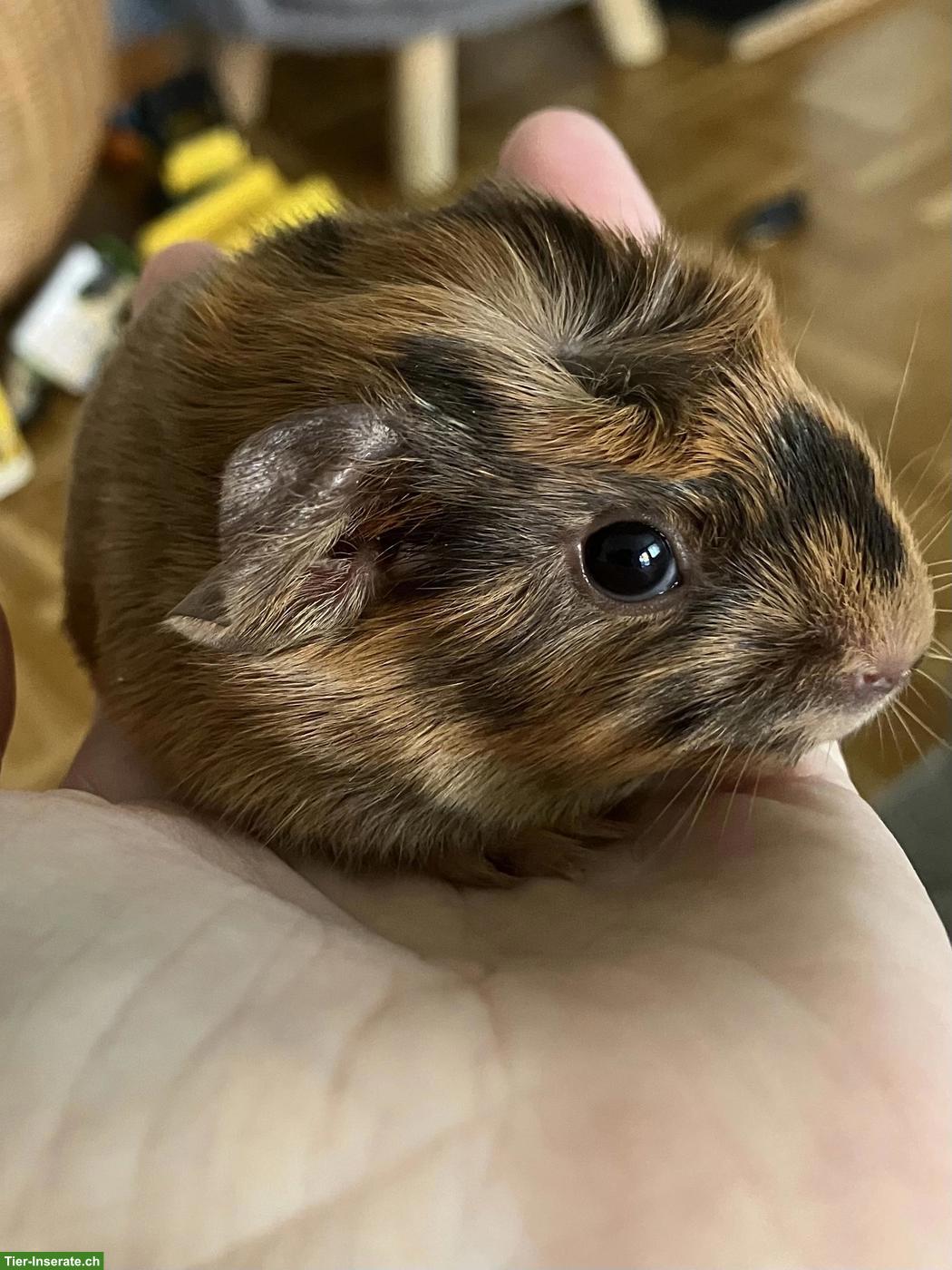 Bild 3: Schöne Meerschweinchen Weibchen abzugeben