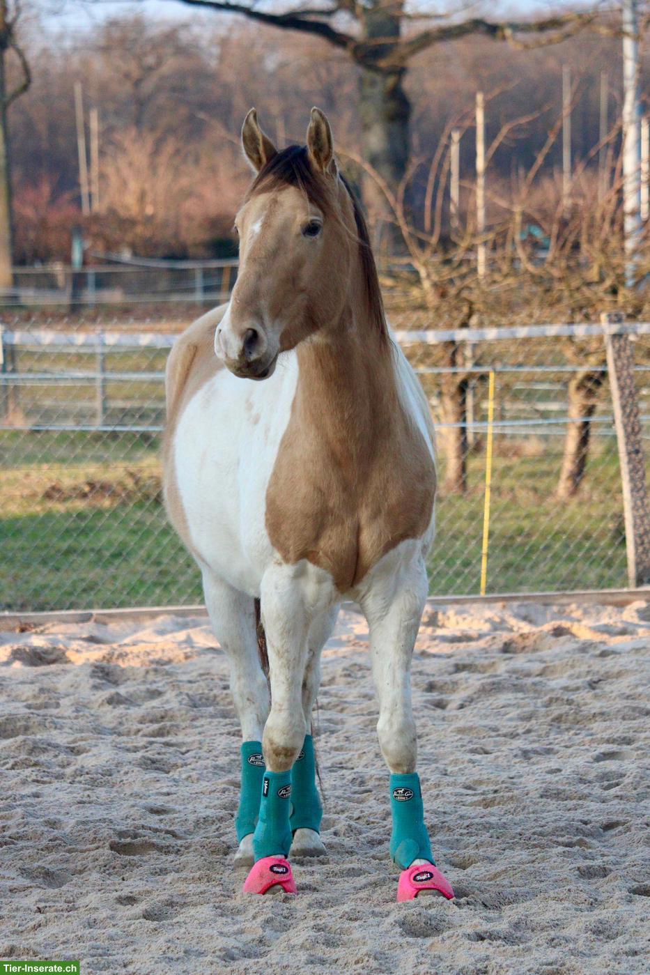 Paint Horse Wallach zu verkaufen