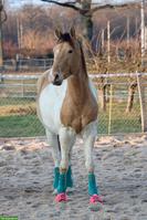 Paint Horse Wallach zu verkaufen