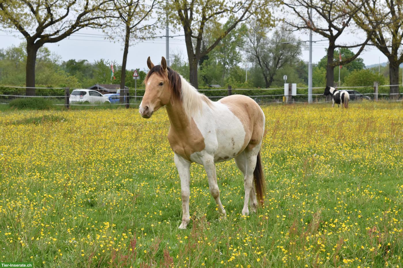 Bild 2: Paint Horse Wallach zu verkaufen