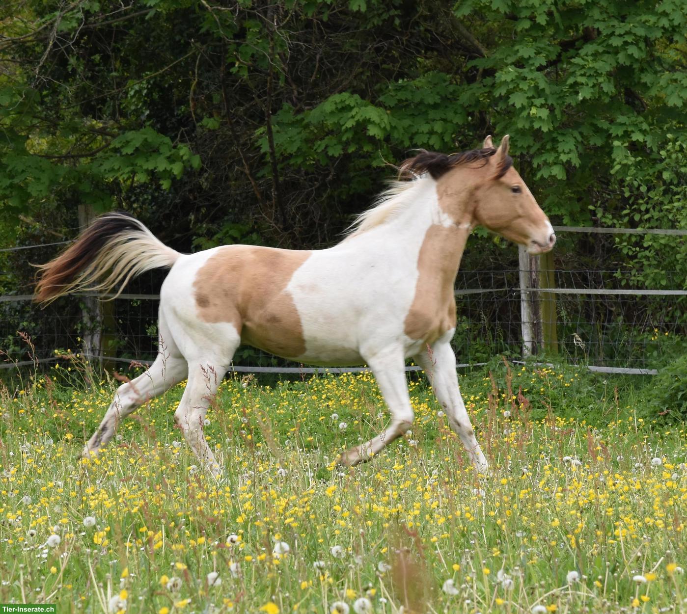 Bild 3: Paint Horse Wallach zu verkaufen