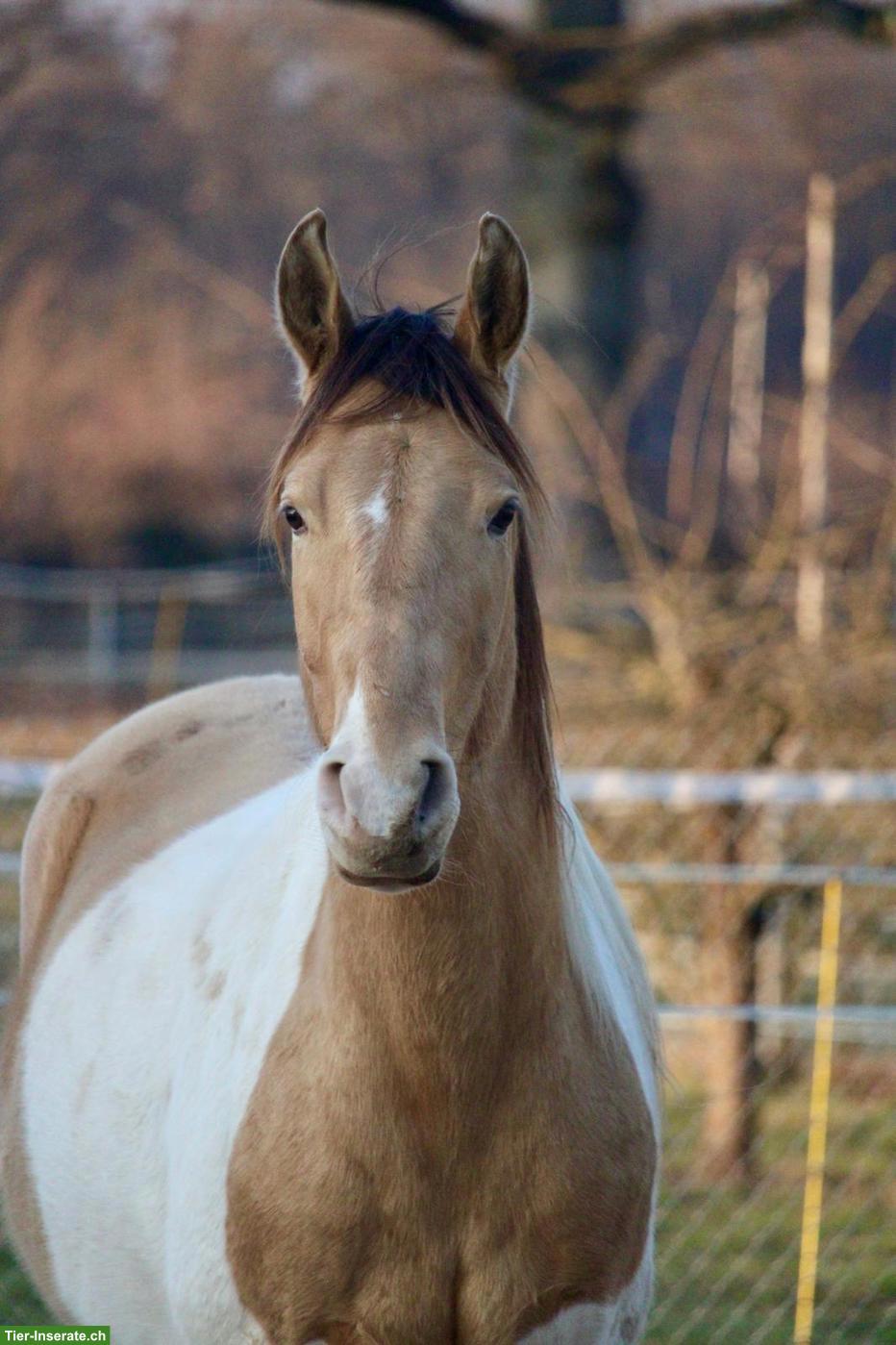 Bild 4: Paint Horse Wallach zu verkaufen