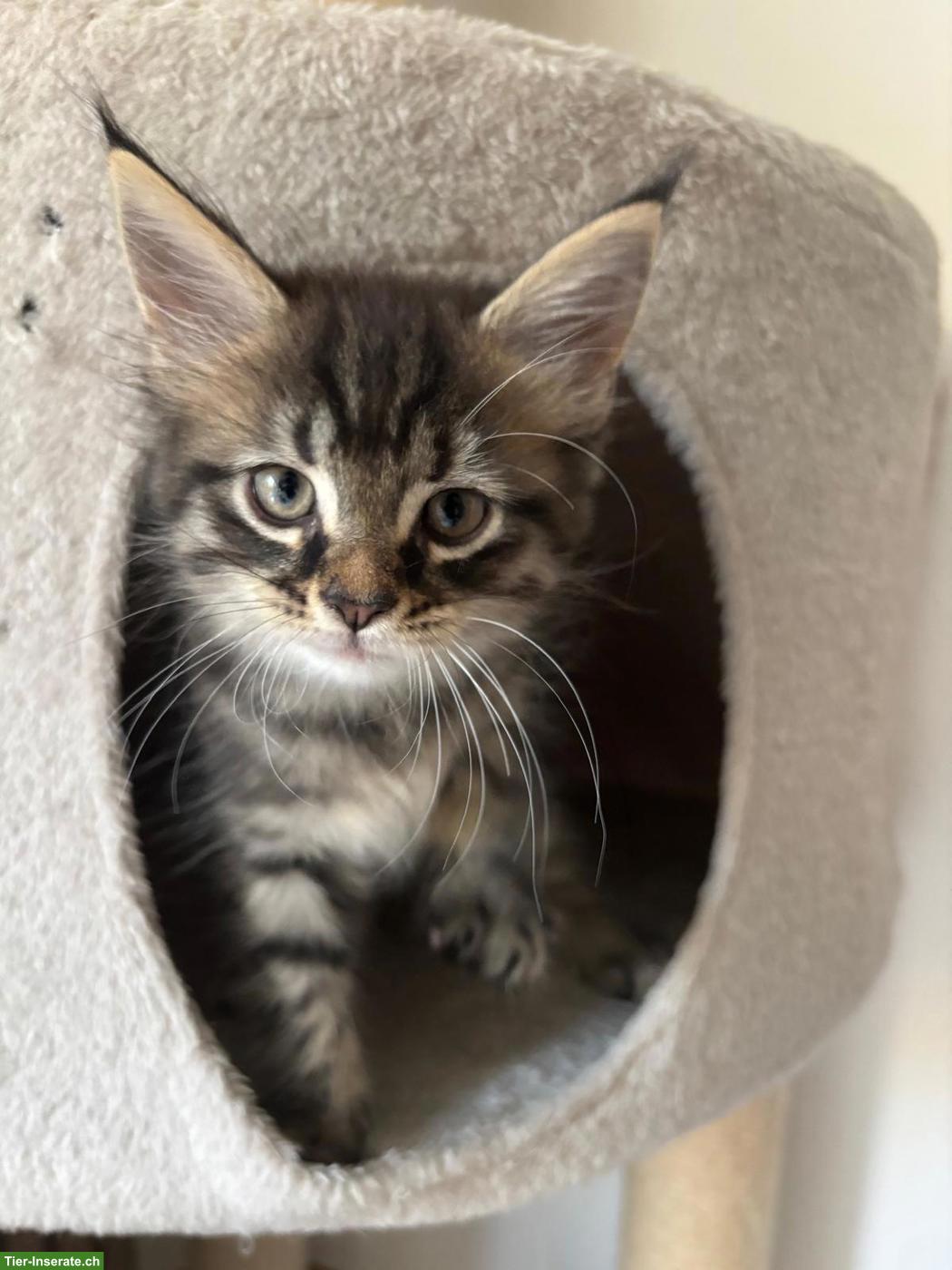 Maine Coon Mix Kitten suchen neues Zuhause