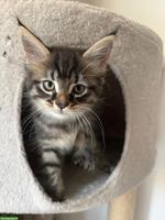 Main Coon Mix Kitten suchen neues Zuhause