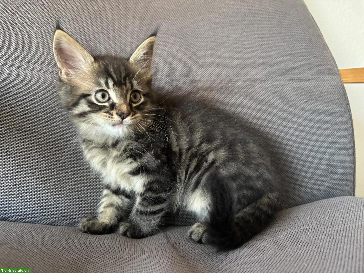 Bild 2: Maine Coon Mix Kitten suchen neues Zuhause