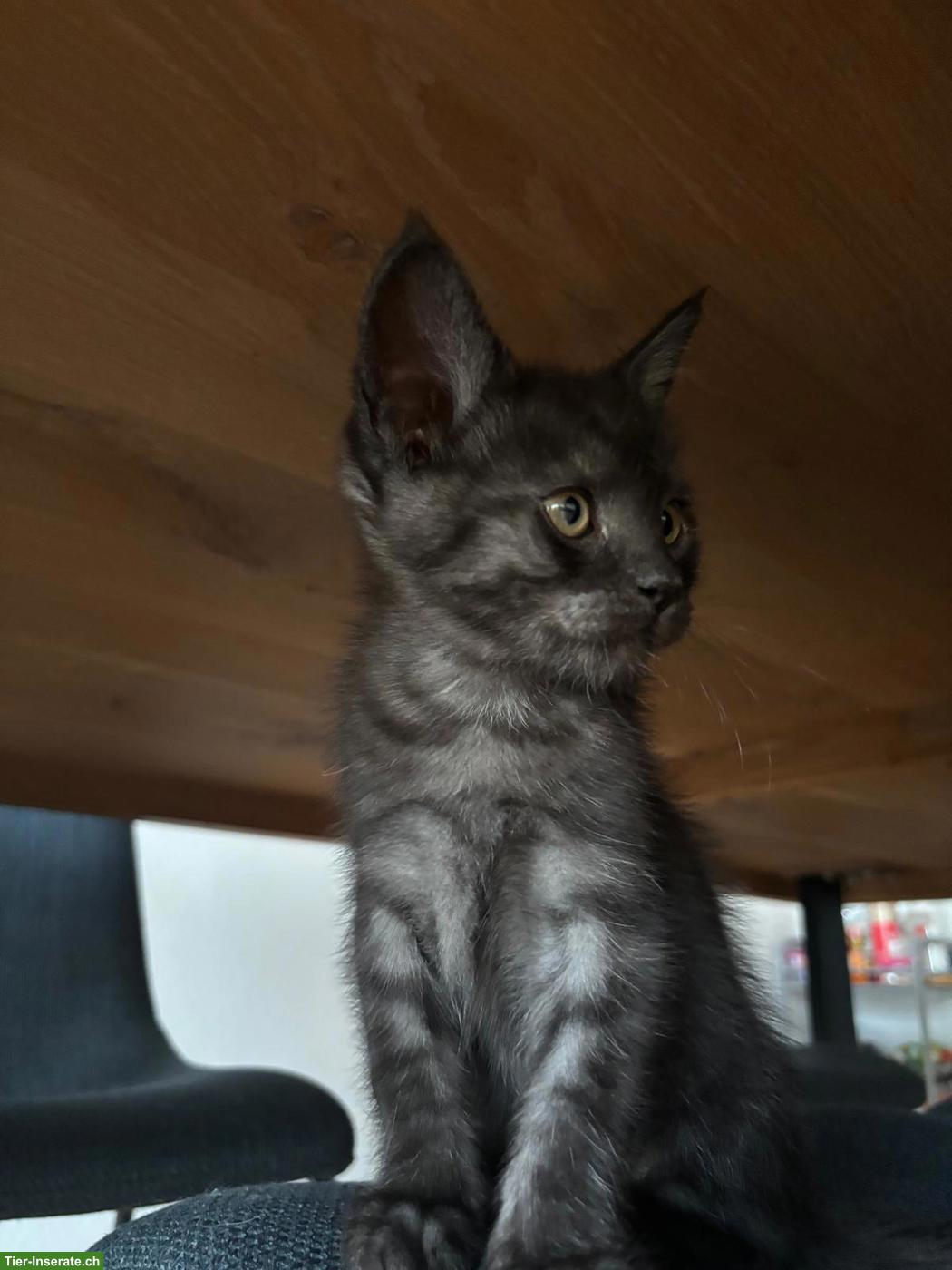 Bild 3: Maine Coon Mix Kitten suchen neues Zuhause