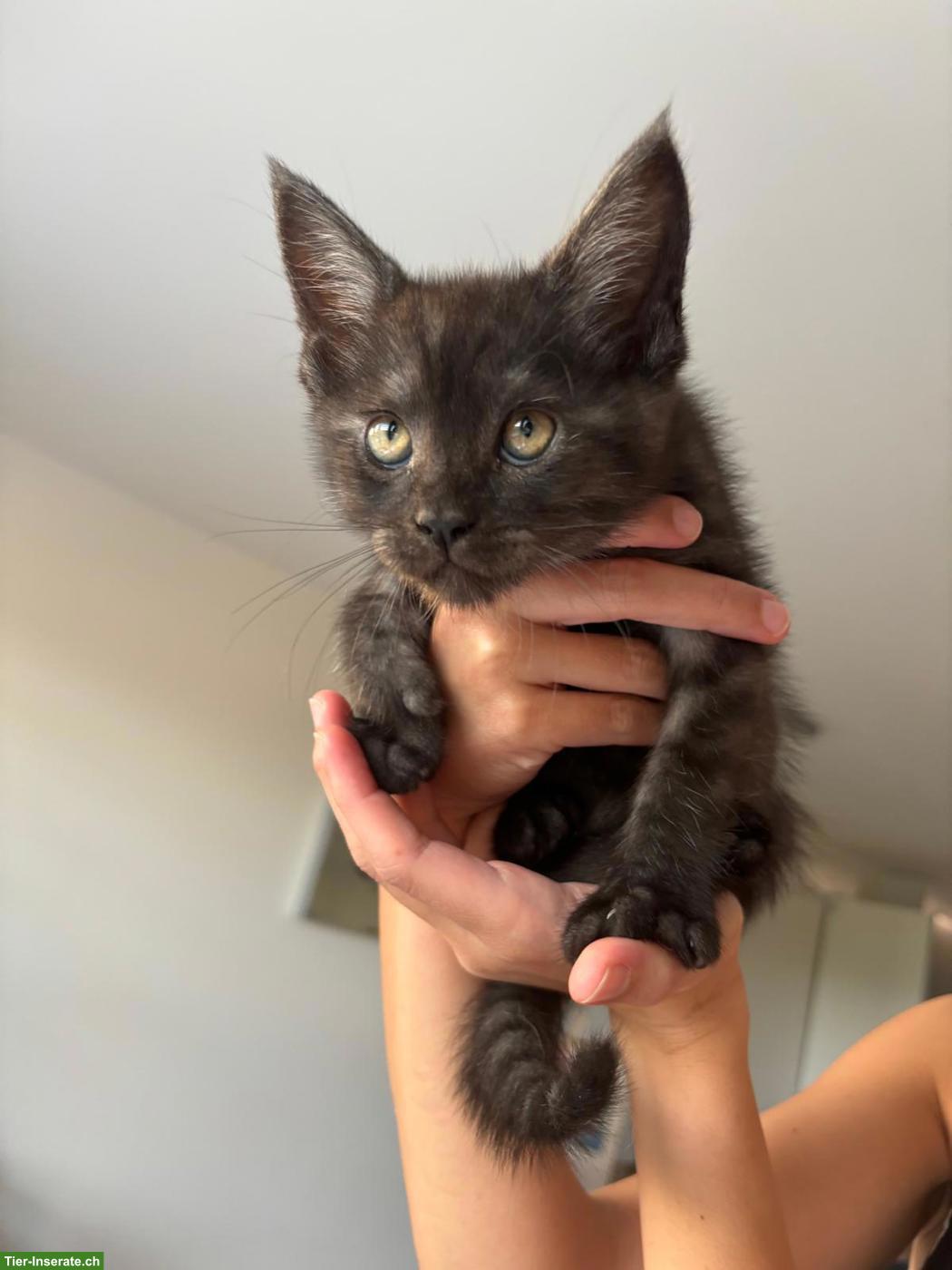 Bild 4: Maine Coon Mix Kitten suchen neues Zuhause