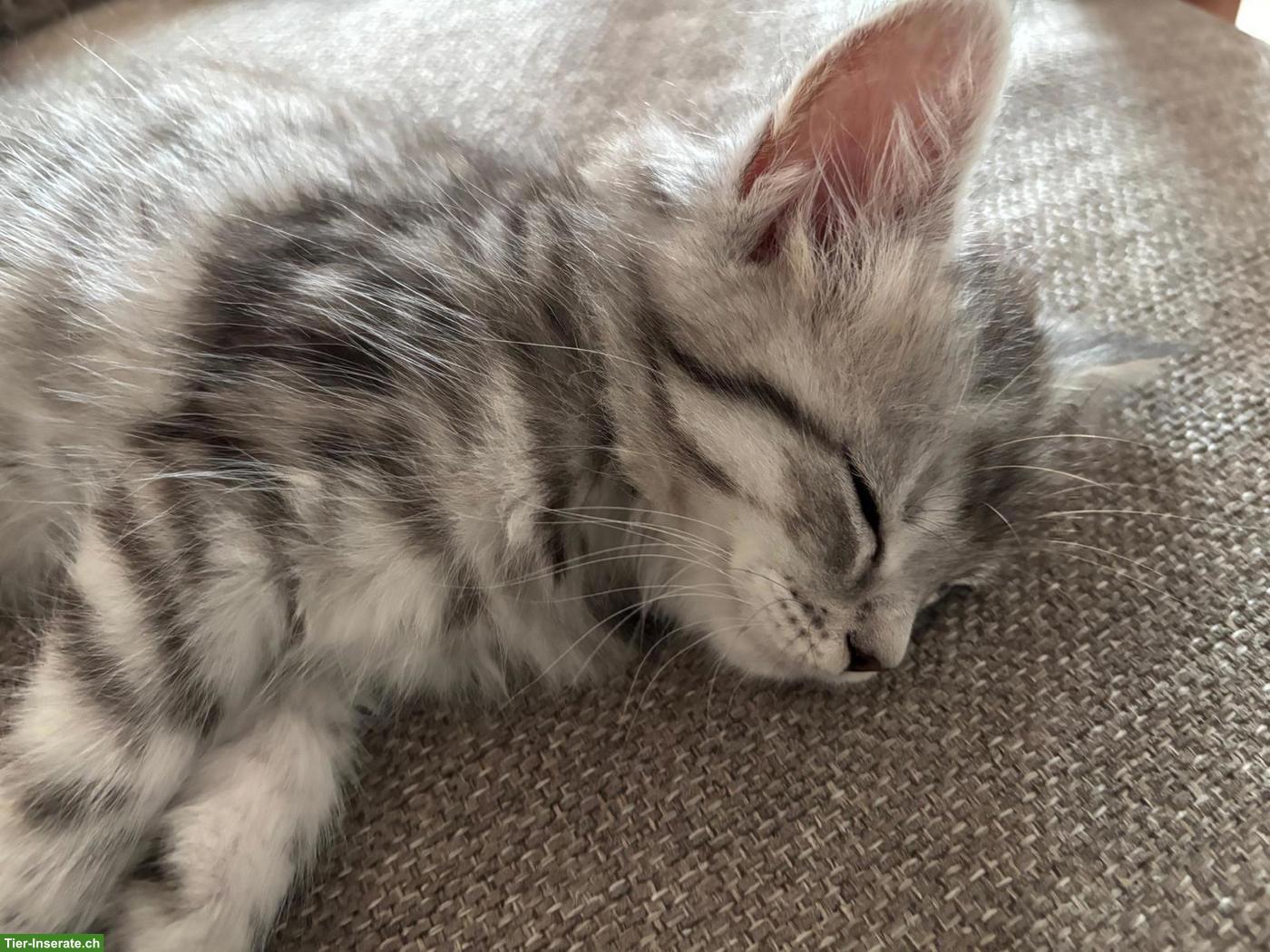 Bild 5: Maine Coon Mix Kitten suchen neues Zuhause