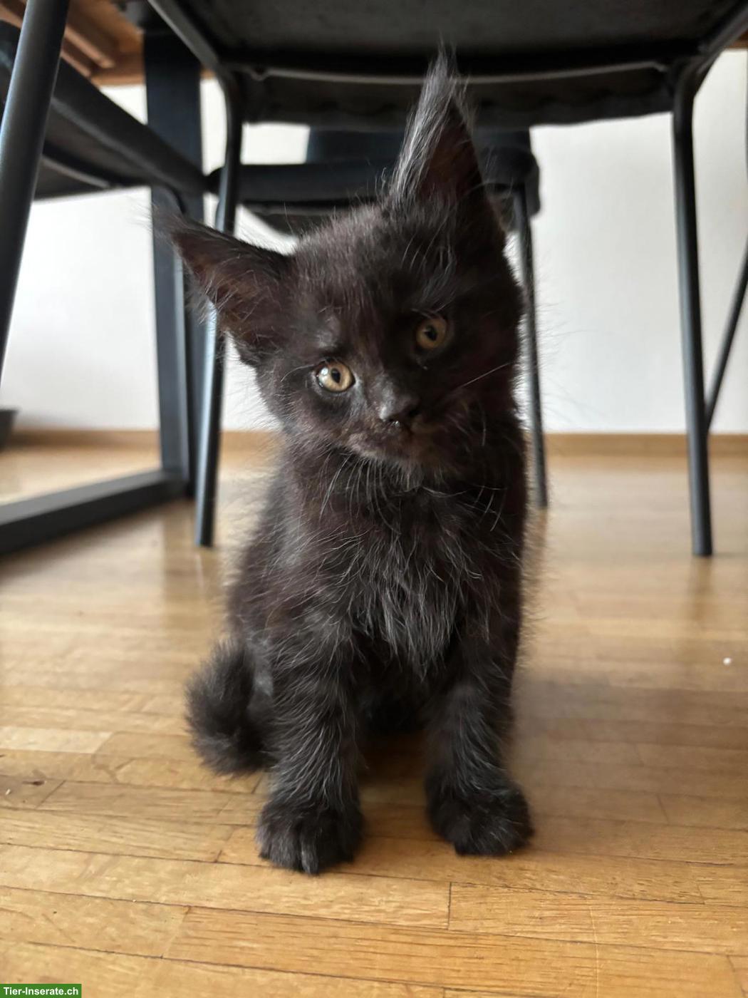 Bild 6: Maine Coon Mix Kitten suchen neues Zuhause