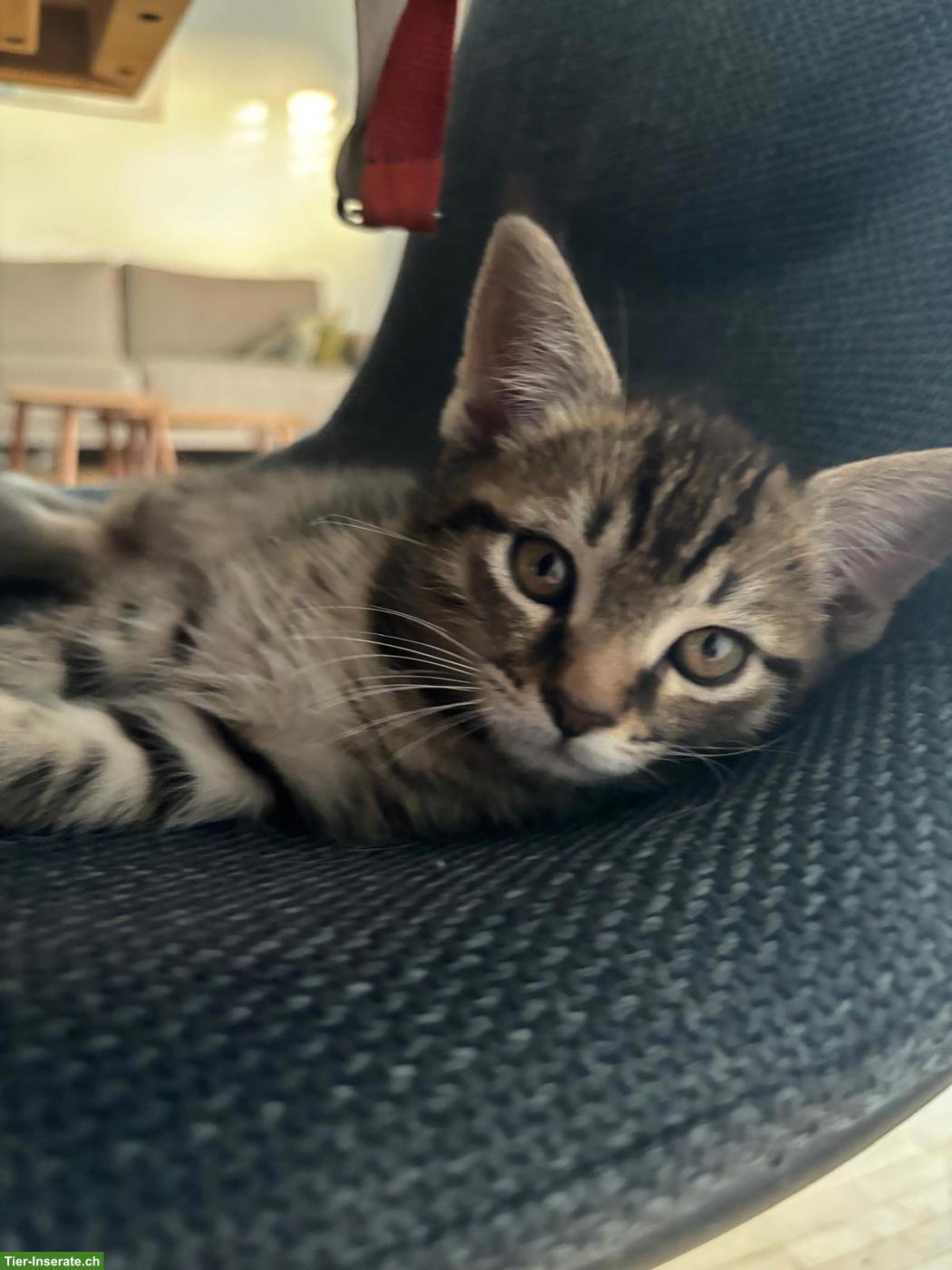 Bild 7: Maine Coon Mix Kitten suchen neues Zuhause