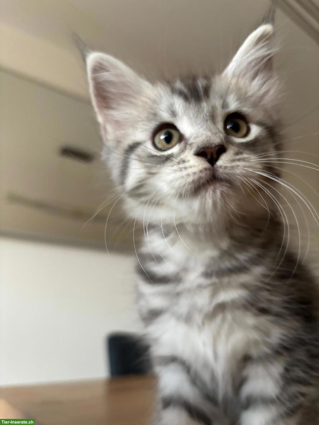Bild 8: Maine Coon Mix Kitten suchen neues Zuhause