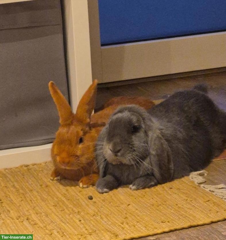 Junges Kaninchen Paar (m/w) seit 6 Monaten