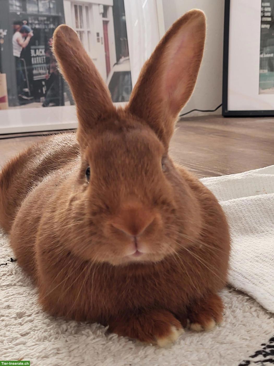 Bild 3: Junges Kaninchen Paar (m/w) seit 6 Monaten