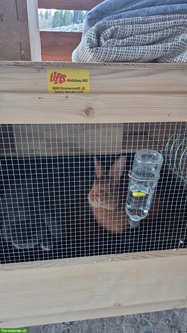 Bild 4: Junges Kaninchen Paar (m/w) seit 6 Monaten