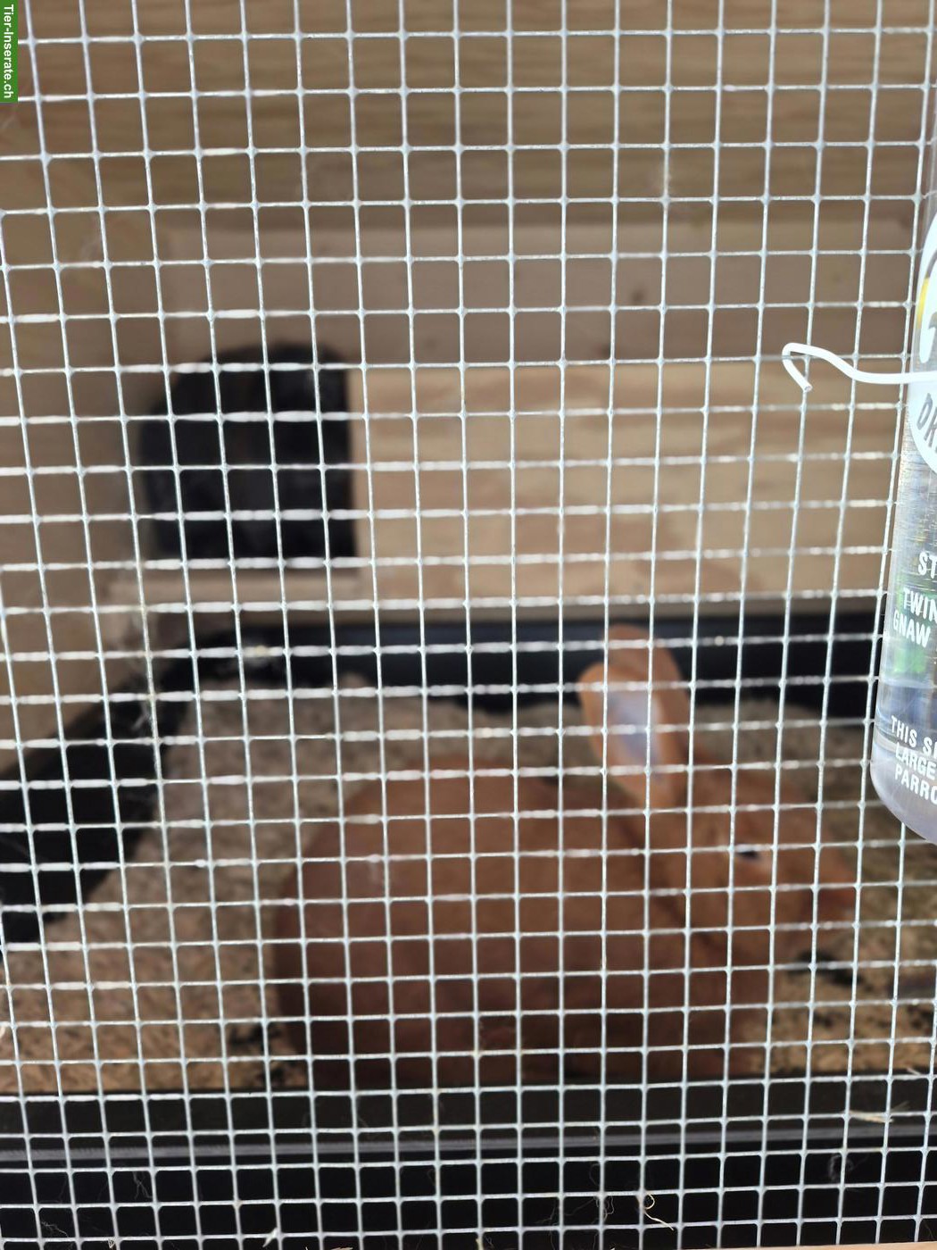 Bild 5: Junges Kaninchen Paar (m/w) seit 6 Monaten