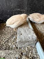 Wachteln in verschieden Farben und Muster zu verkaufen