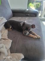 Junger Chihuahua Rüde, grau
