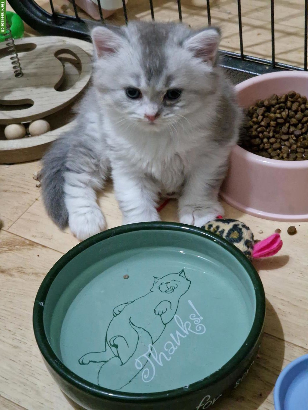 Britisch Langhaar x Perser Mix Kitten, Kater
