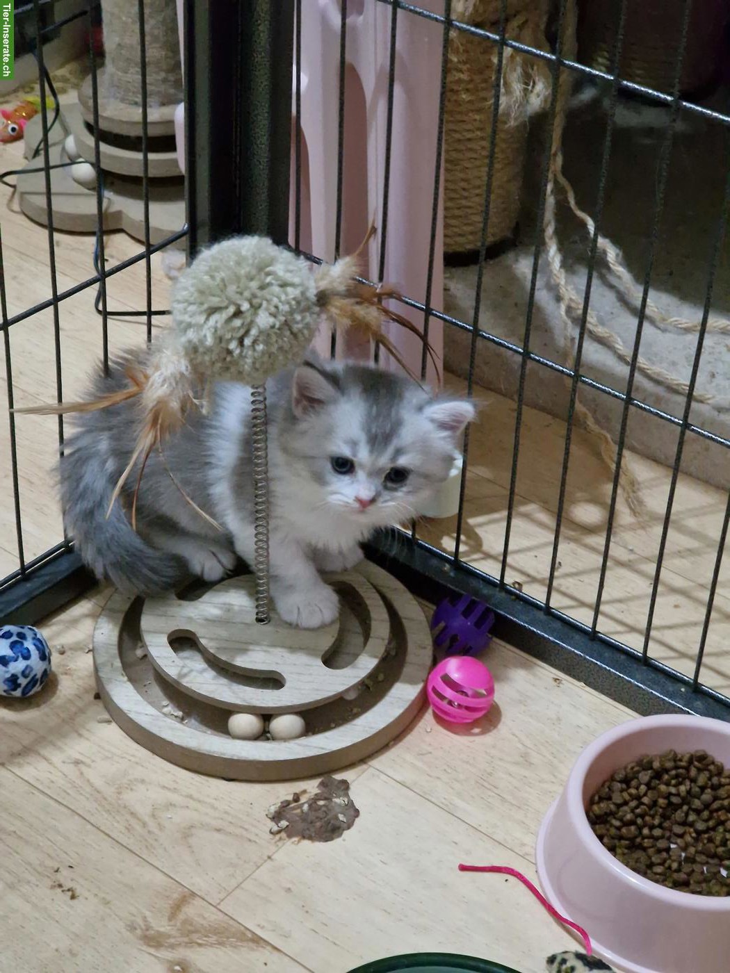 Bild 2: Britisch Langhaar x Perser Mix Kitten, Kater