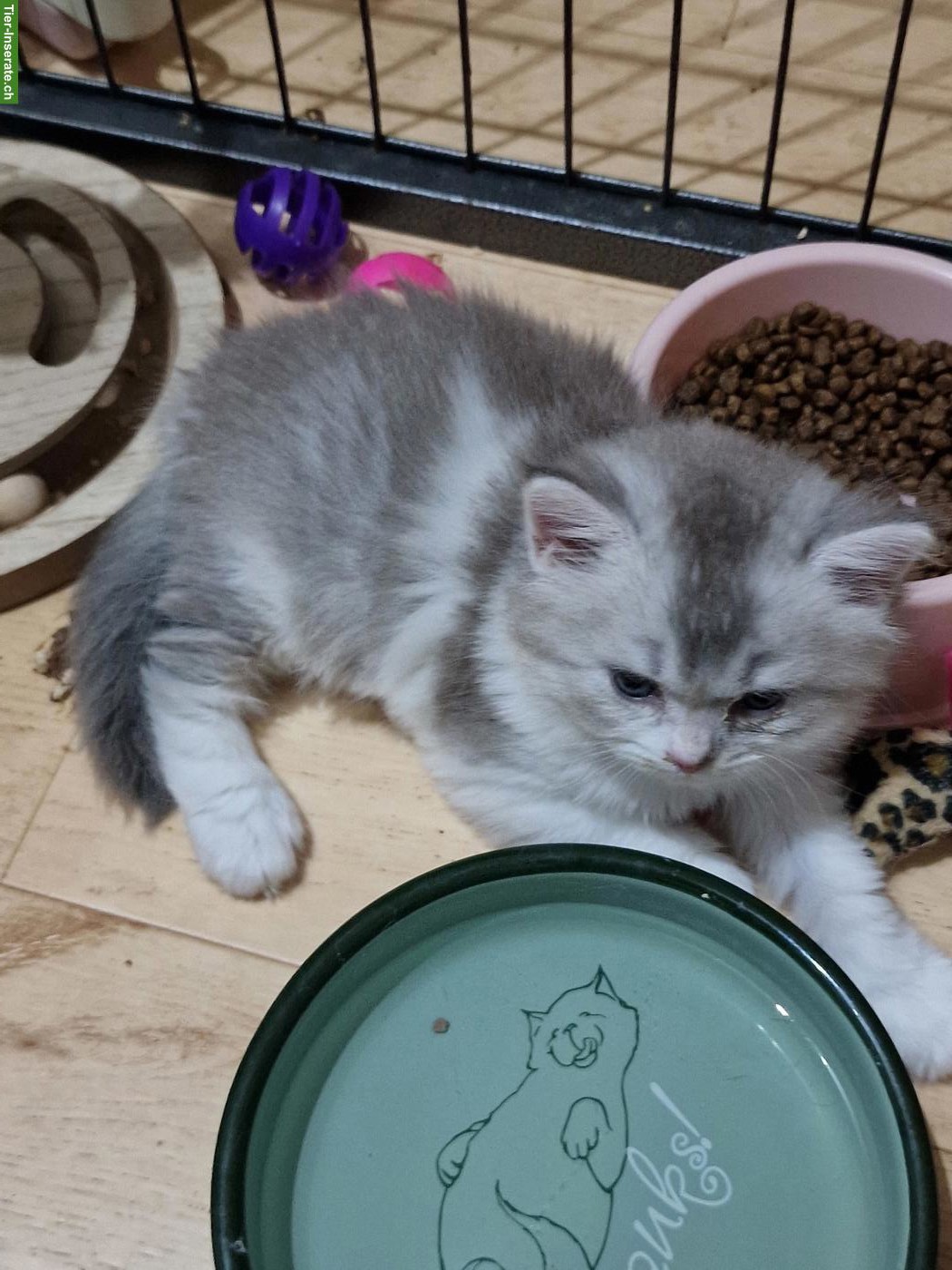 Bild 3: Britisch Langhaar x Perser Mix Kitten, Kater