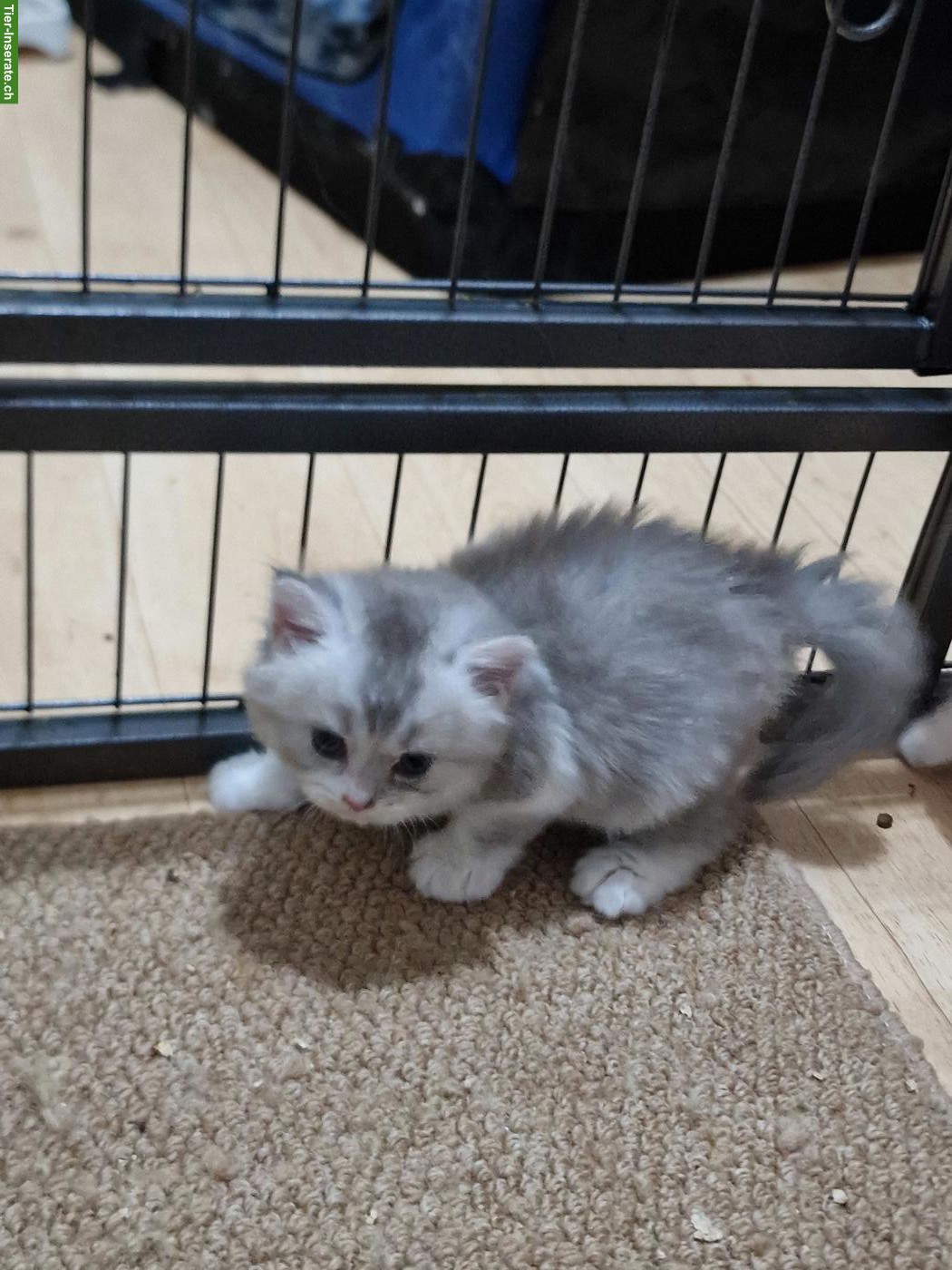 Bild 4: Britisch Langhaar x Perser Mix Kitten, Kater