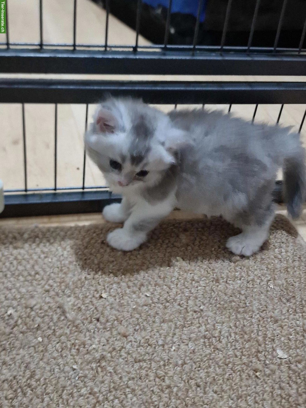Bild 5: Britisch Langhaar x Perser Mix Kitten, Kater