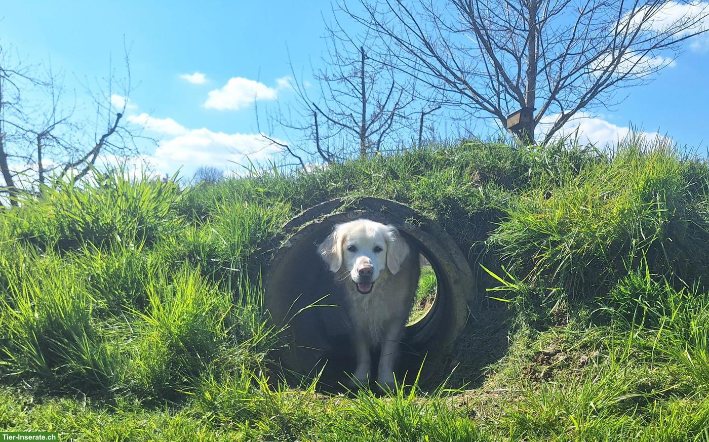 Bild 3: Hundepension Tiergarten Pfyn - liebevolle Hundebetreuung