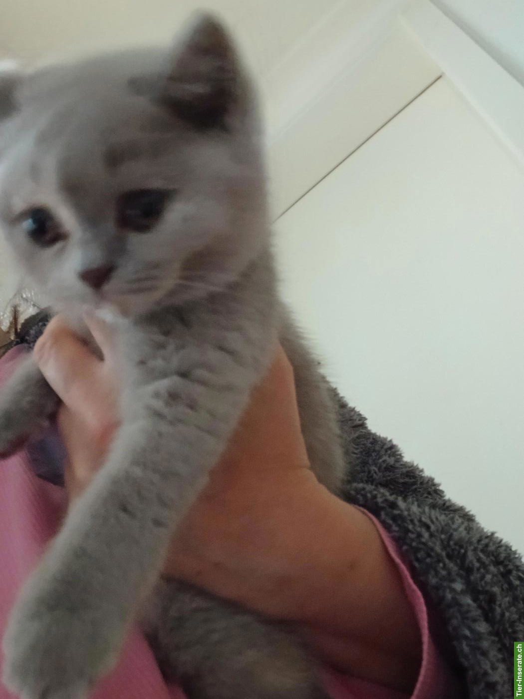 Bild 2: Britisch Kurzhaar Katzenbabys zu vergeben