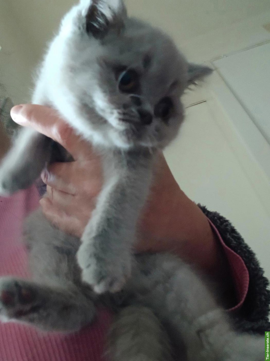 Bild 3: Britisch Kurzhaar Katzenbabys zu vergeben