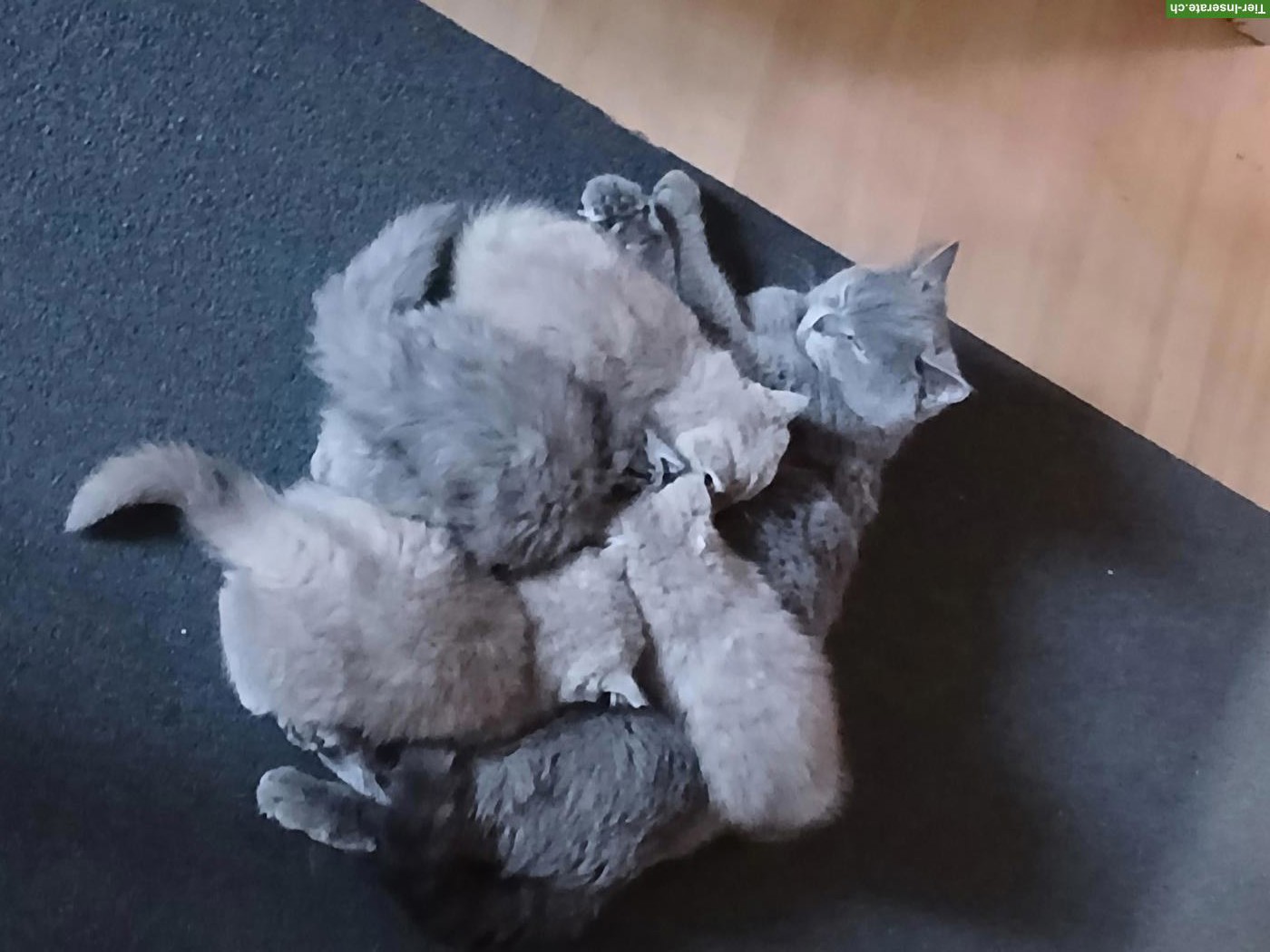 Bild 5: Britisch Kurzhaar Katzenbabys zu vergeben
