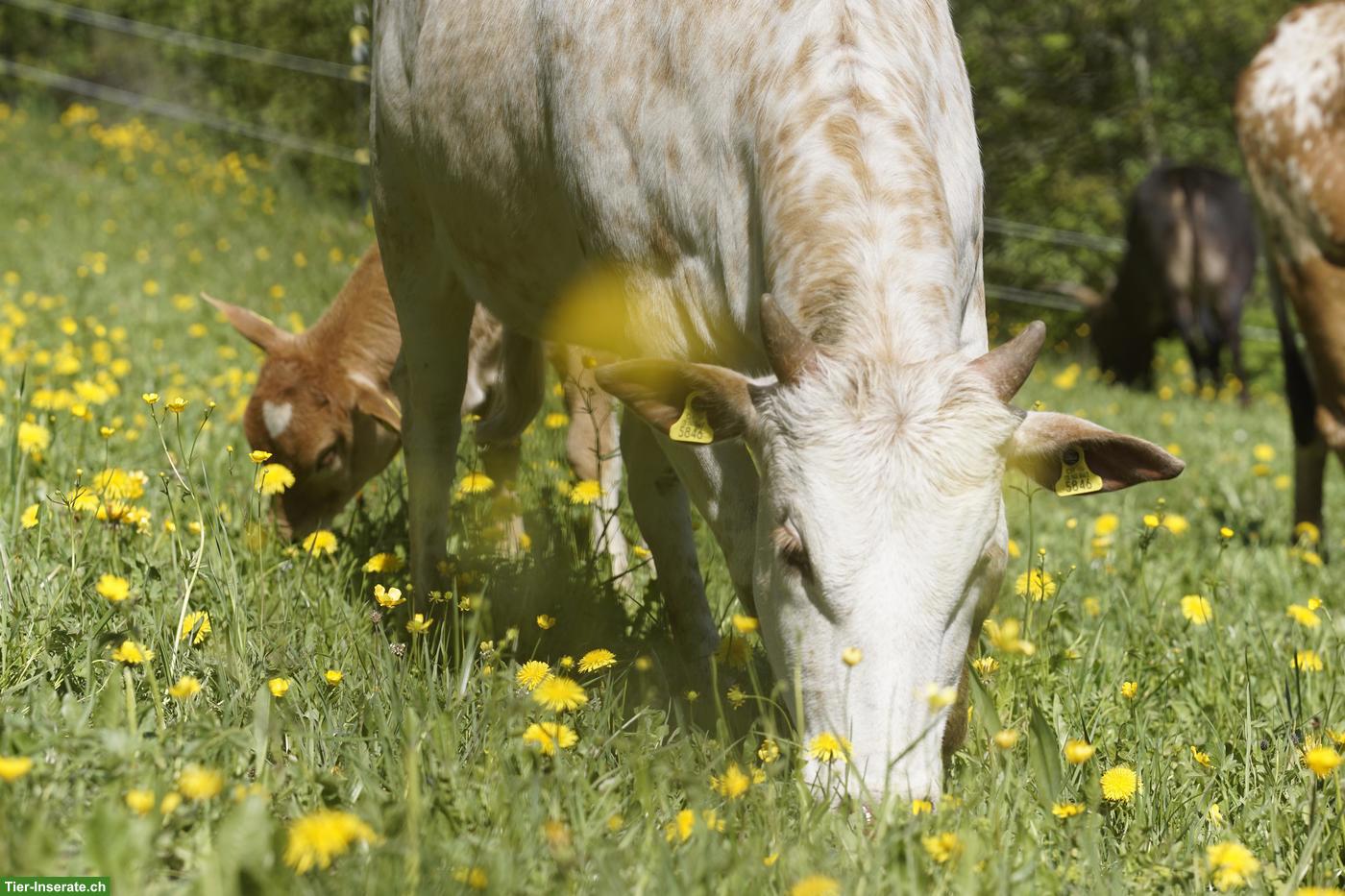 Bild 5: Wunderschöne Zebus zu verkaufen