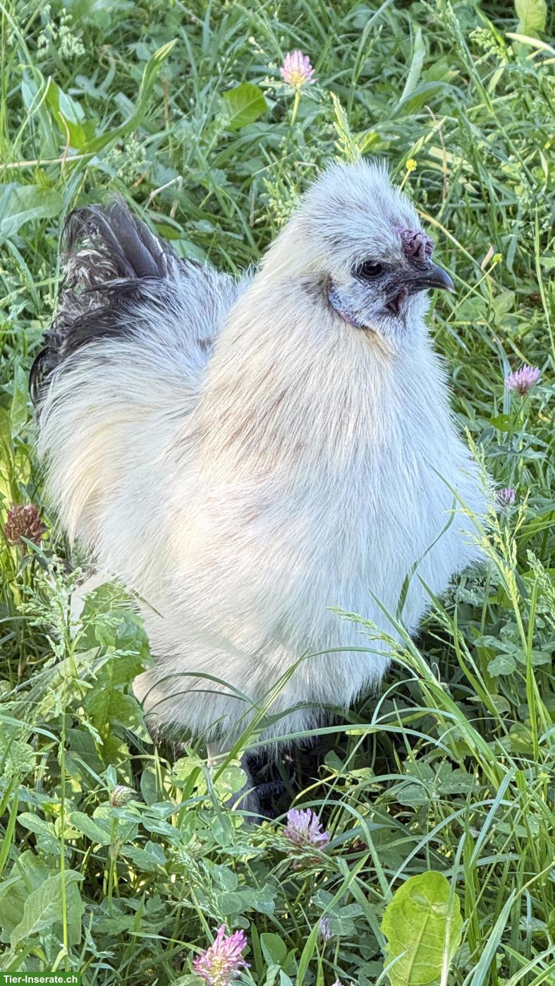 Lieber Zwergseidenhahn sucht seine Hühnerschar