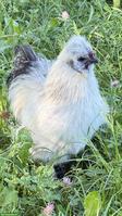 Lieber Zwergseidenhahn sucht seine Hühnerschar