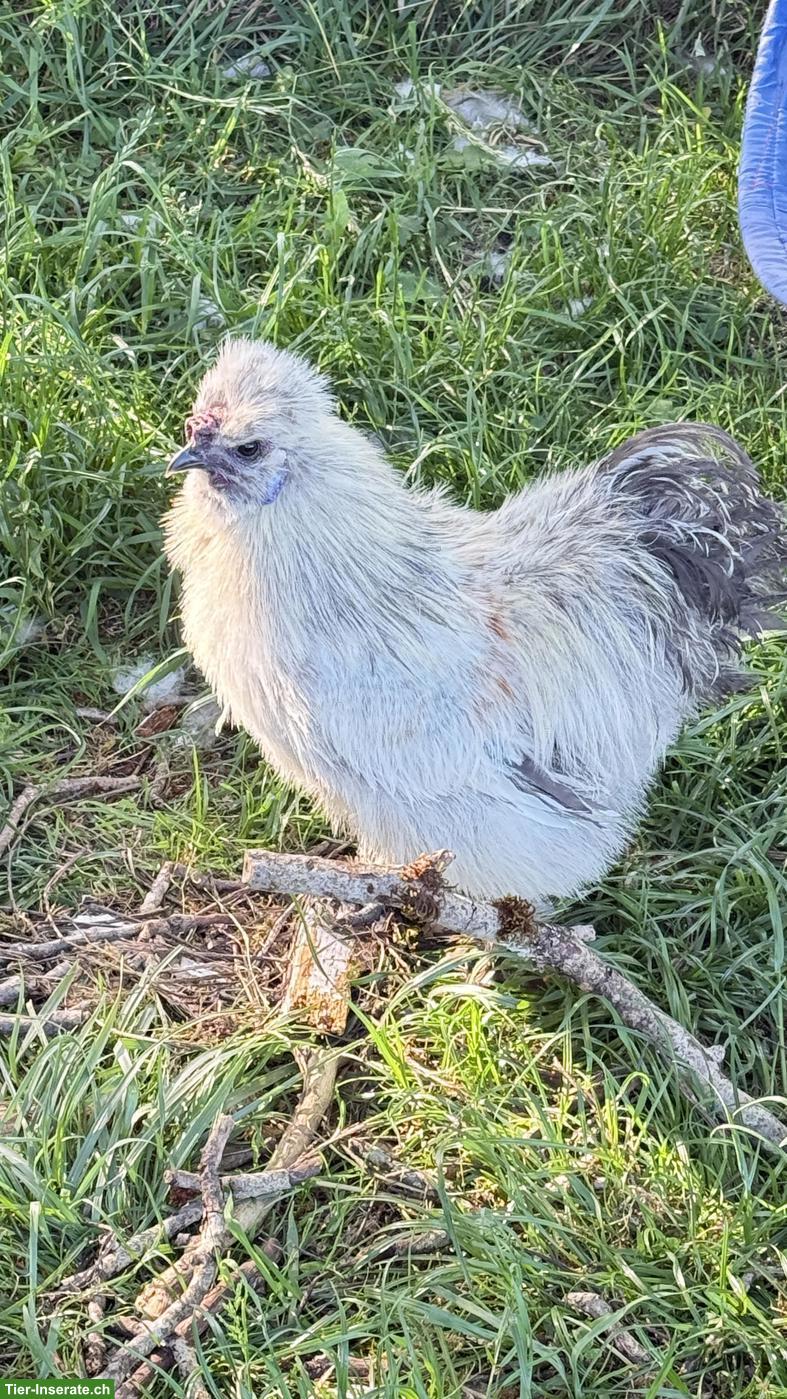 Bild 3: Lieber Zwergseidenhahn sucht seine Hühnerschar