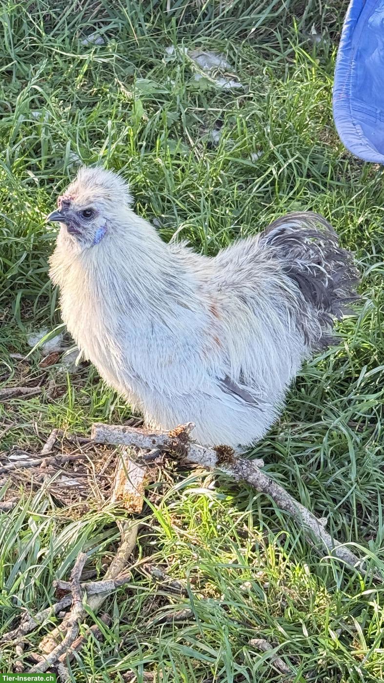 Bild 5: Lieber Zwergseidenhahn sucht seine Hühnerschar