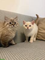 BKH und BLH Kitten