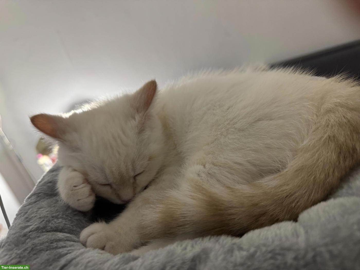 Bild 3: BKH und BLH Kitten