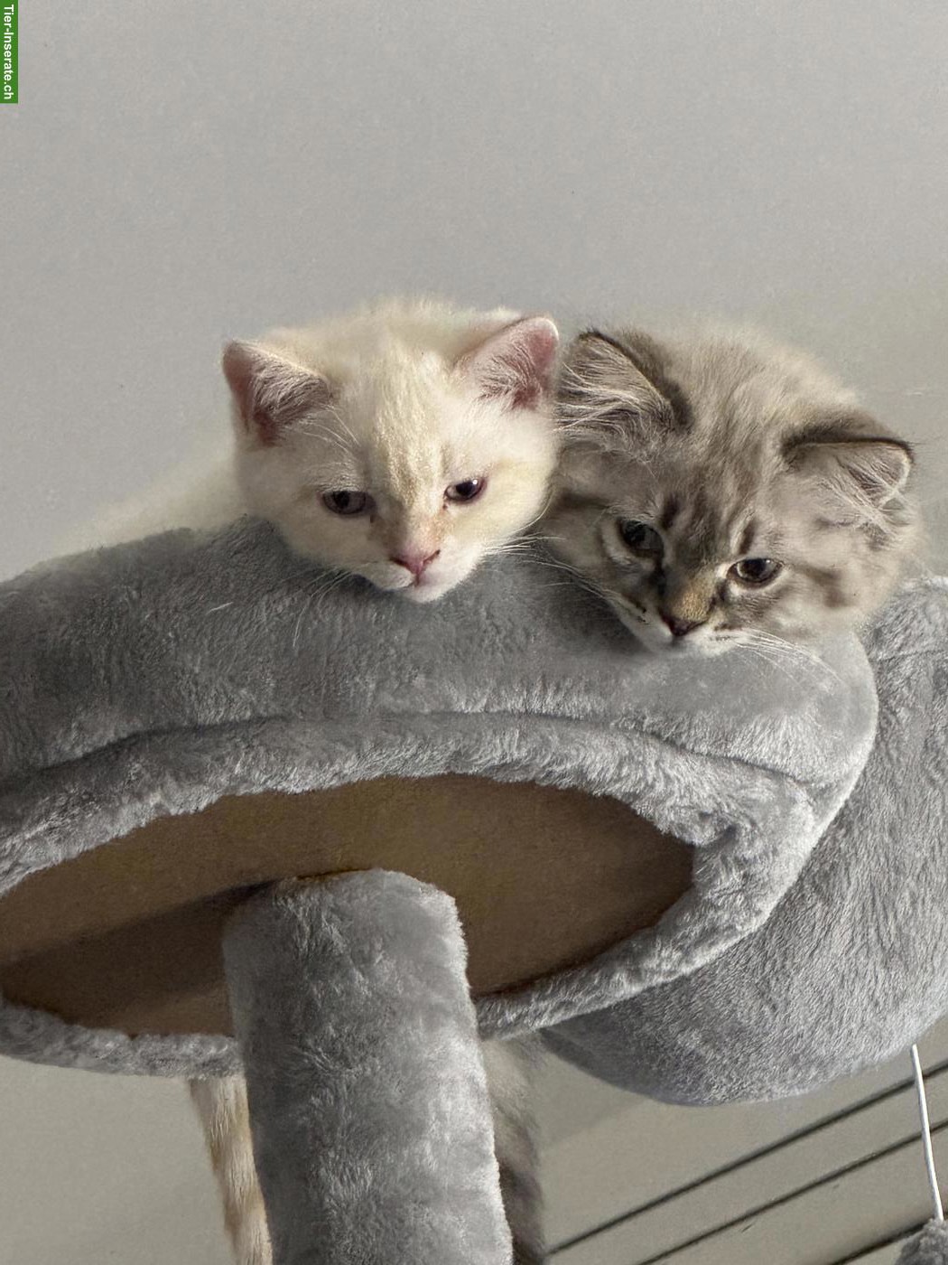 Bild 4: BKH und BLH Kitten