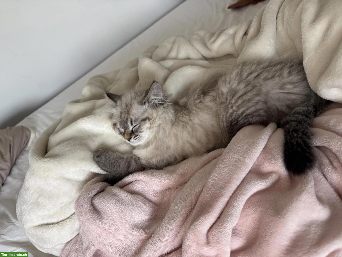Bild 5: BKH und BLH Kitten