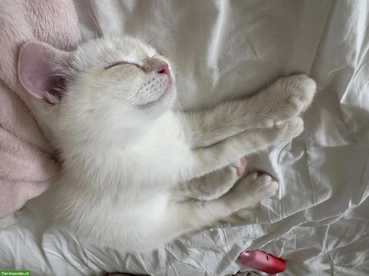 Bild 6: BKH und BLH Kitten