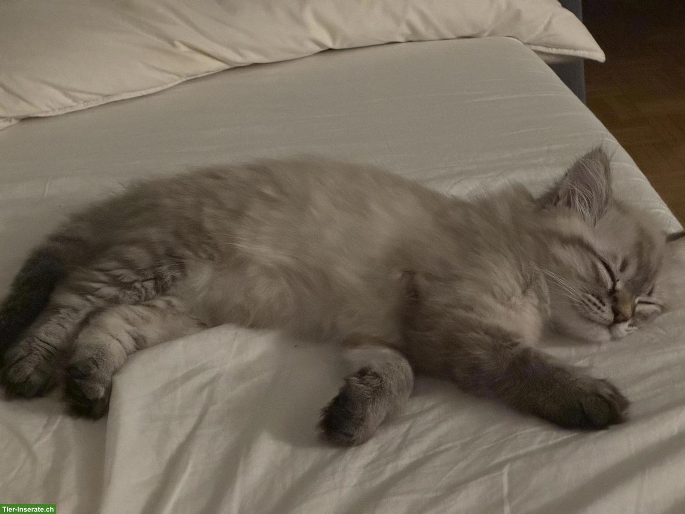 Bild 7: BKH und BLH Kitten