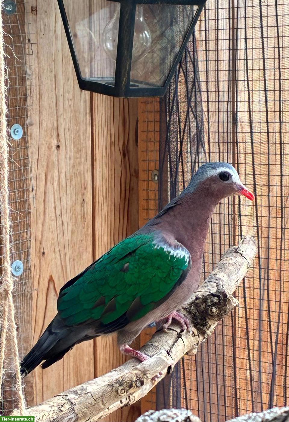 Dringend gesucht: Grünflügel-Täuber