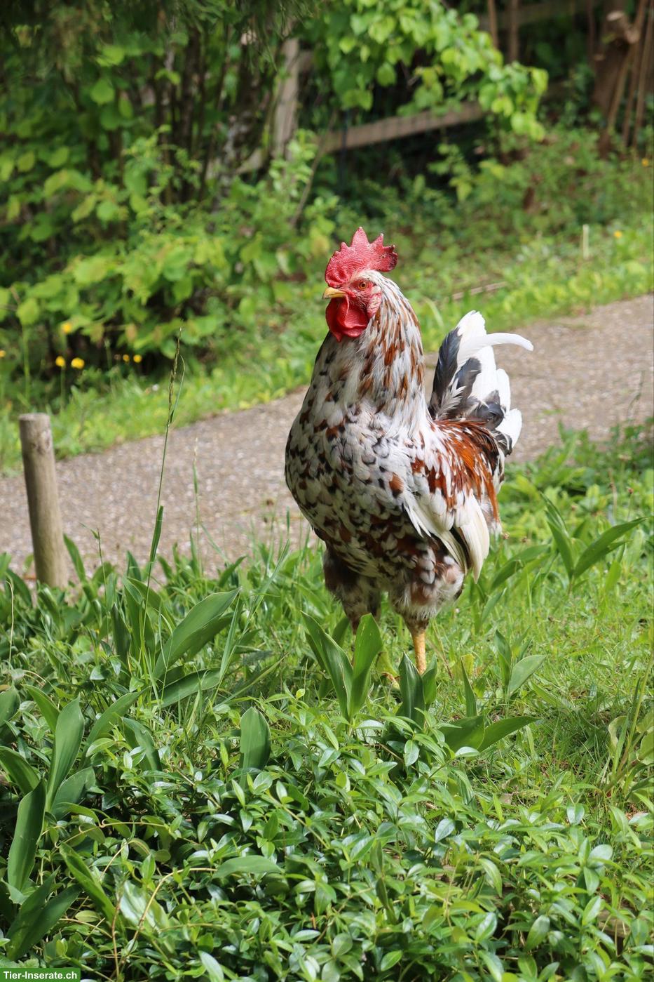 Junger Hahn, Schwedisches Blumenhuhn